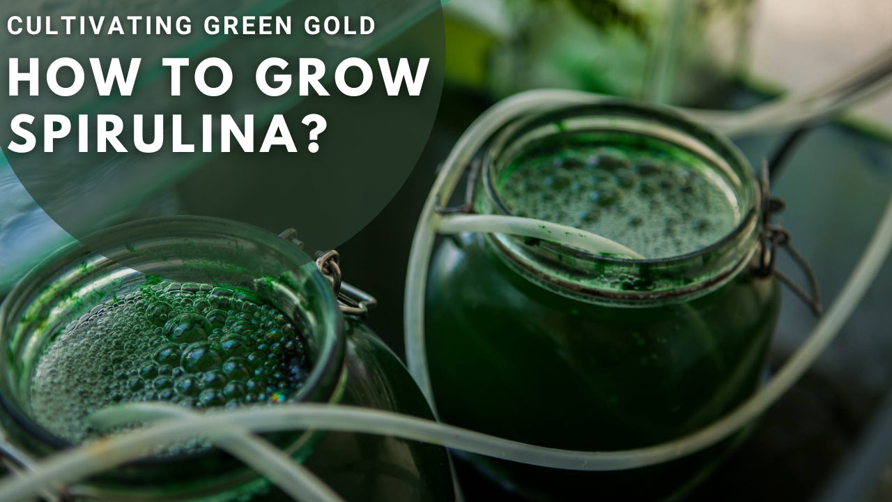 How to Grow Spirulina?